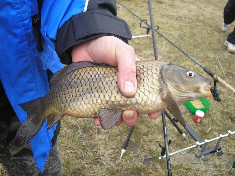 Sori második potykája, egy kis „cigányponty”