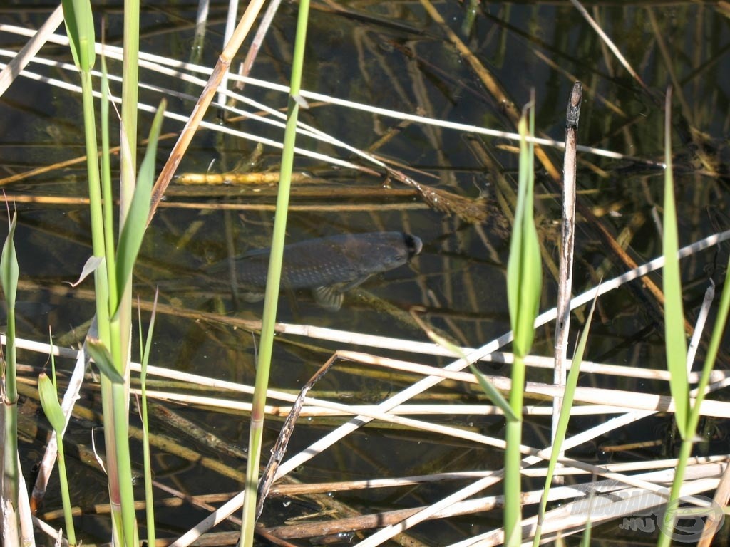 Sütkérező kárász - ők voltak a célhalak