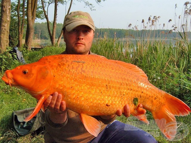 7,1 kg-os koi Háromfán