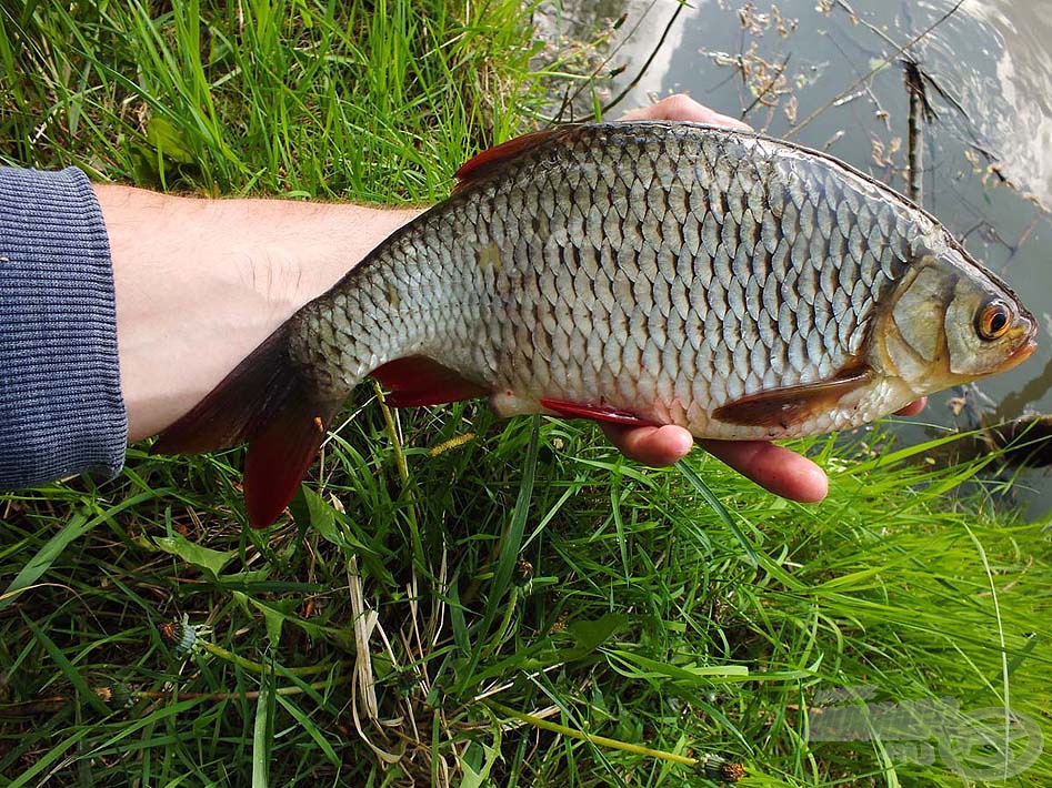 Hatalmas, gyönyörű vörösszárnyú keszeg a Tisza-tóból