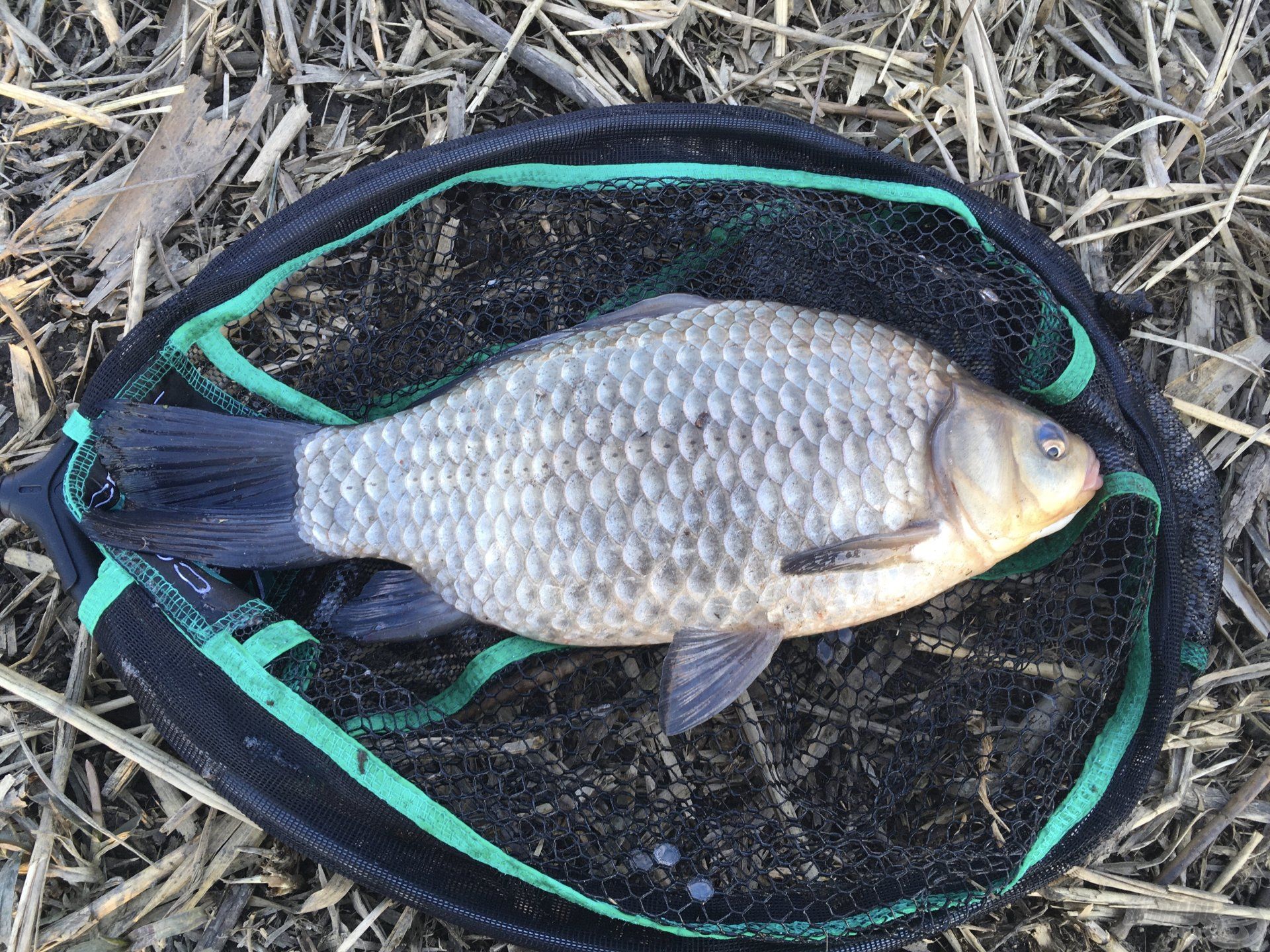 Termetes ezüstkárász a Tisza-tóból