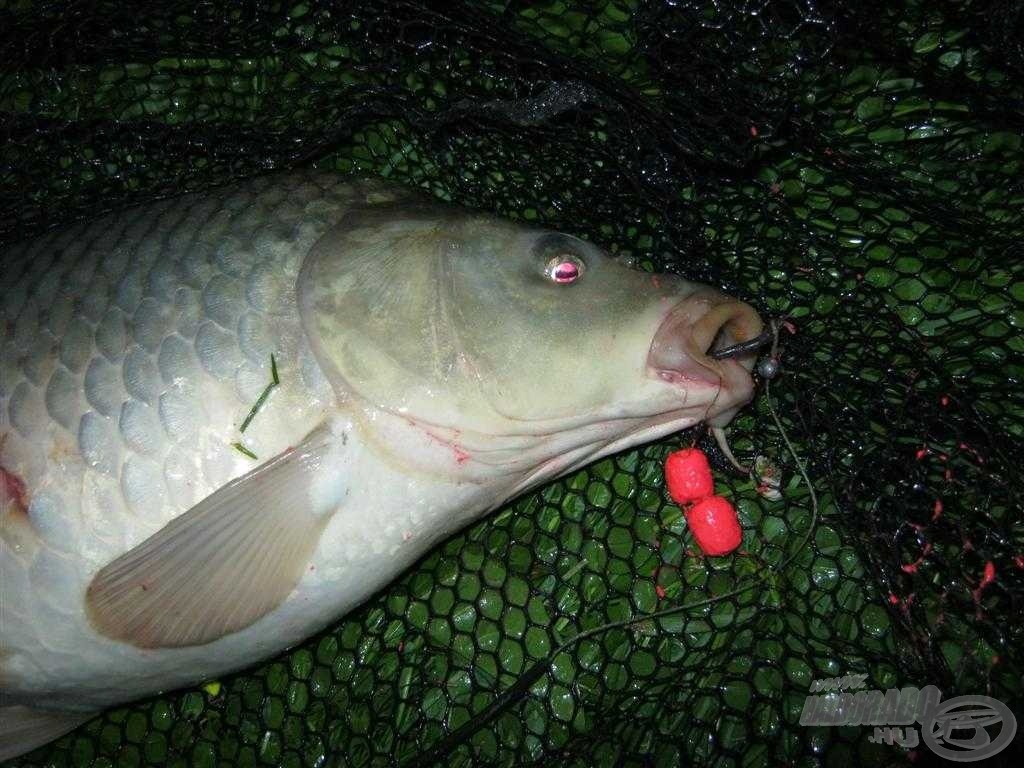 Voltak olyan helyszínek, ahol egyértelműen csak úgy tudtam pontyot fogni, hogy pár centit lebegtettem. Ezt két szem oldódó, lebegő pellettel oldottam meg. A képen két fluo tüzes ponty látható