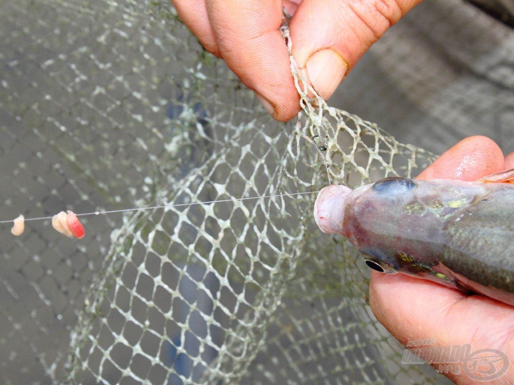 Keszeghorgászatnál gyakori probléma, hogy a hal száján átmegy a horog és beleakad a merítőbe