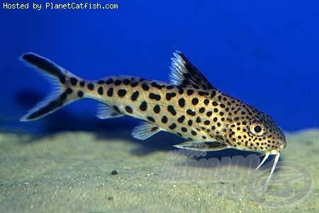 Egy alsó szájállású hal (Synodontis multipunctatus)…