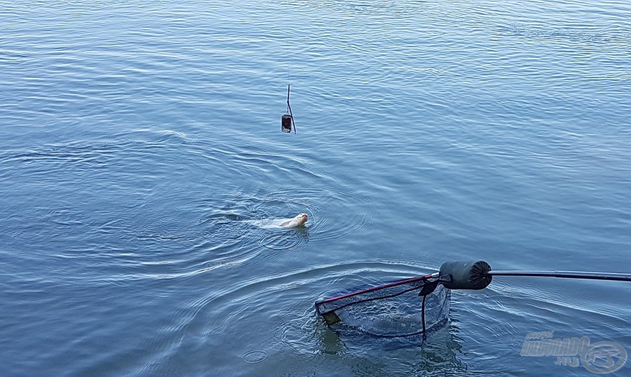 Nem sokat kellett várni az első halra