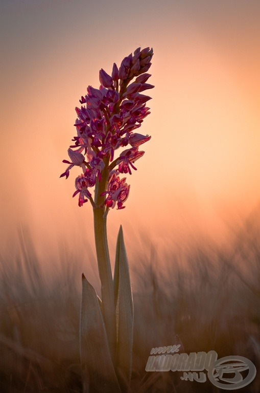 Dekoratív, vadon élő orchidea fajunk a vitézkosbor