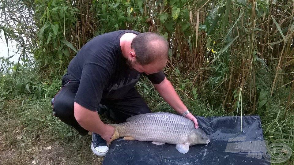 Zsolti első fogása… 8,1 kg, érdekesen fehéres mintázatú ponty