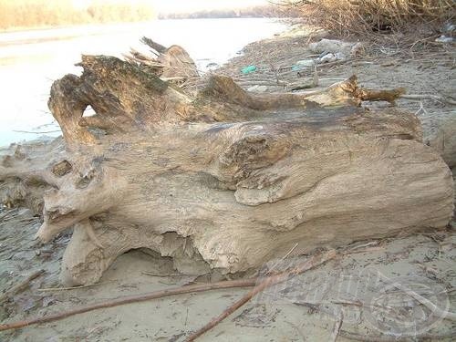 Még a télen partra került Tiszaszaurus