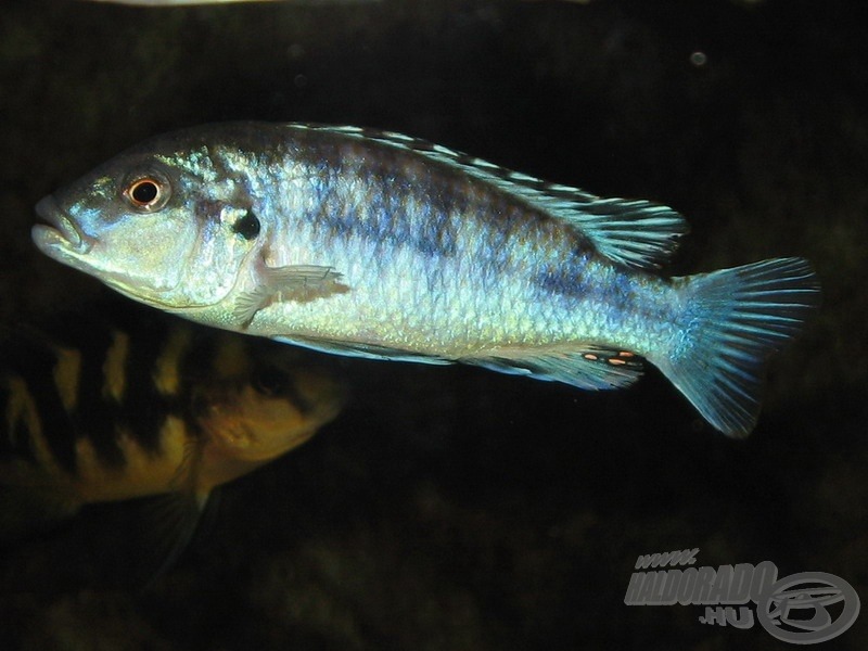 <i>Melanochromis joanjohnsonae</i> vagy más néven <i>M. exasparatus</i> hím és…