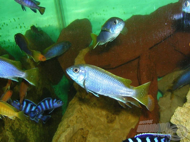 <i>Pseudotropheus sp. ’acei’</i> ’Msuli’ - jégsügér