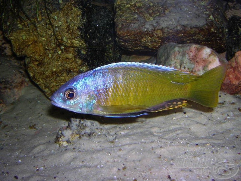 <i>Copadichromis mloto</i> ’Yellow Fin’ hím, és…