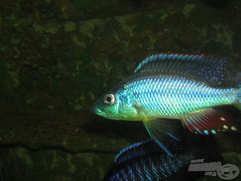 <i>Dimidiochromis compressiceps</i> - bárdsügér hím