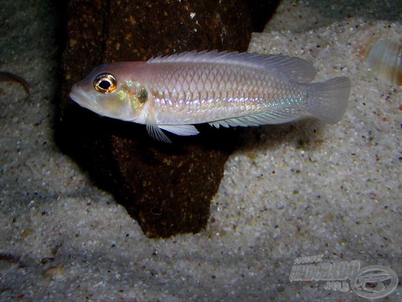 Buldog csigasügér (<i>Lamprologus ocellatus</i>)