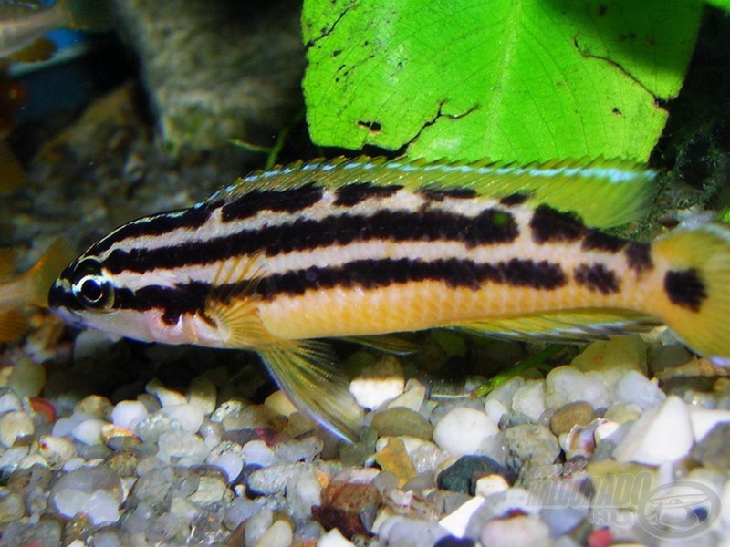 Háromcsíkos torpedósügér - <i>Julidochromis ornatus</i>