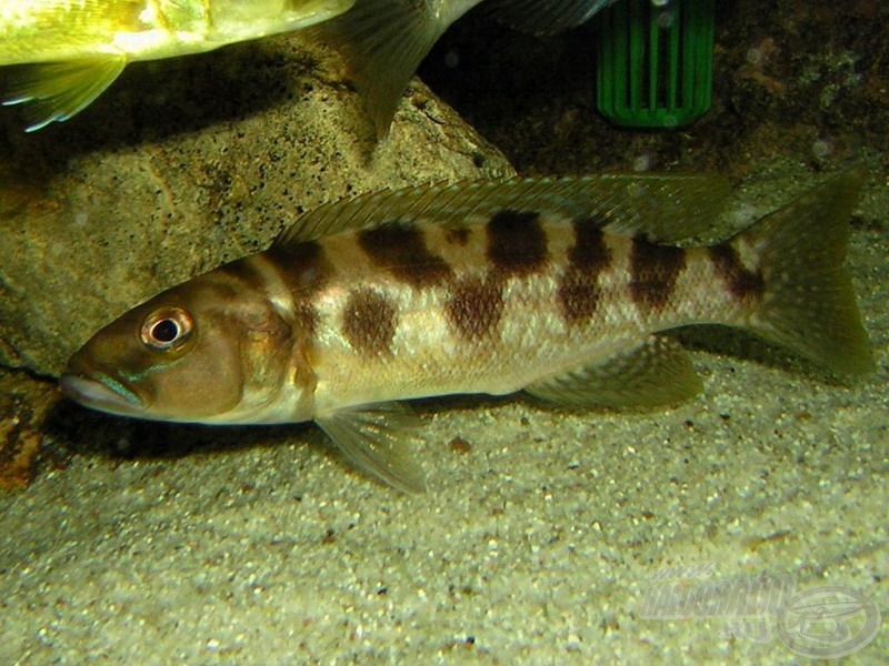 Mintha süllő és csuka keveréke lenne a <i>Lepidiolamprologus profundicola</i>