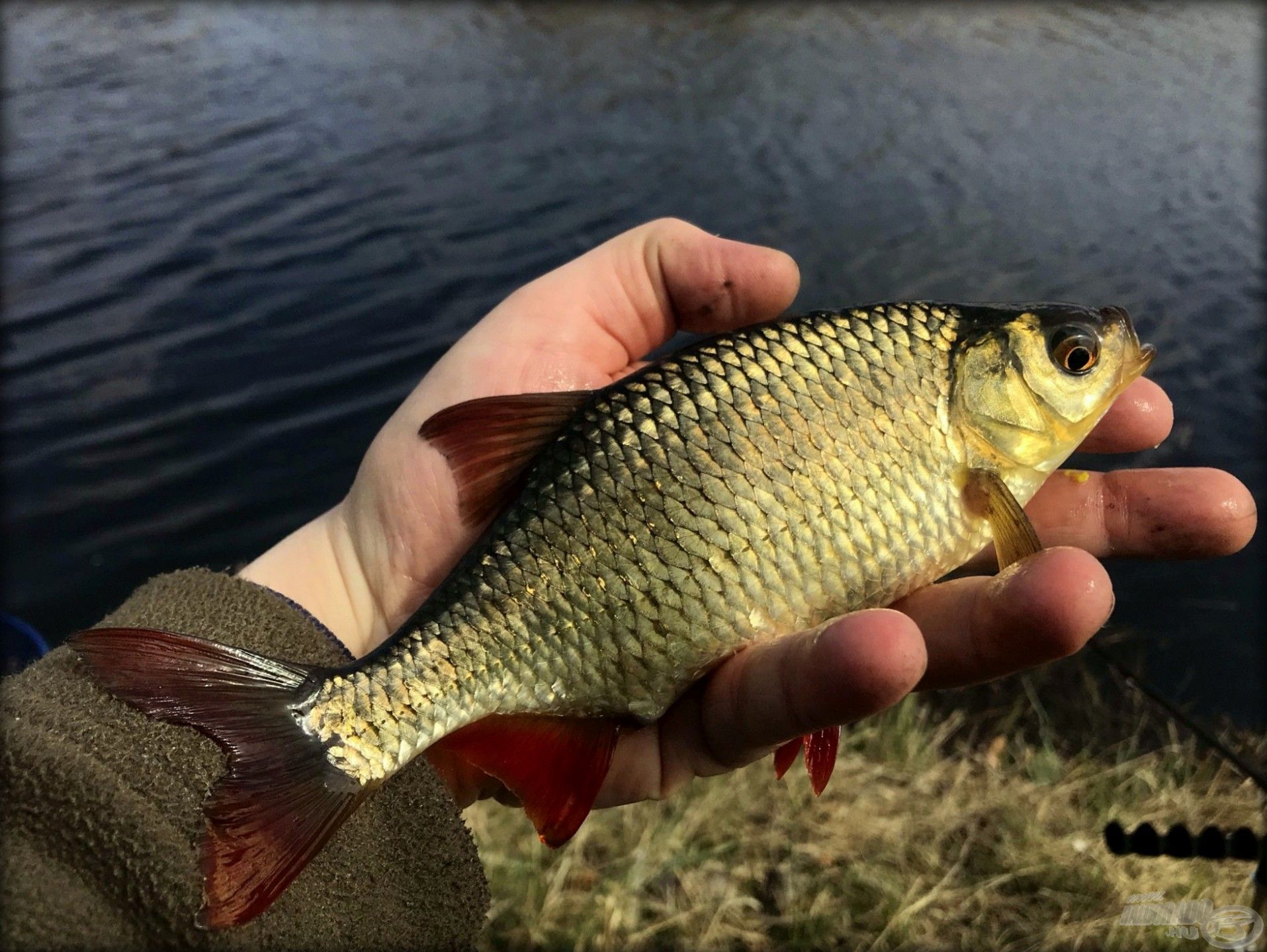 Öröm a peca, amikor light feederrel ilyen gyönyörű vörösszárnyúakat foghatunk…