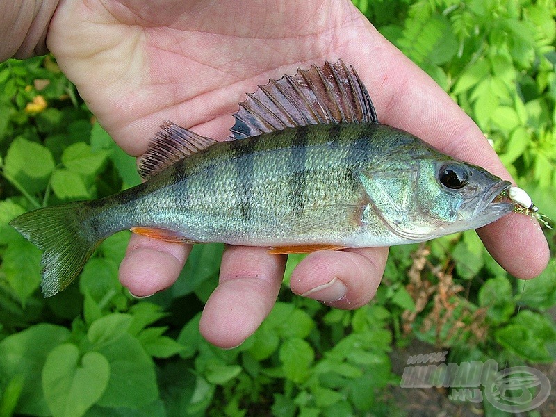 Eurasian perch - sügér (Perca fluviatilis)