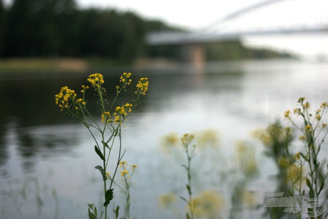 Híd, virágok, Tisza…