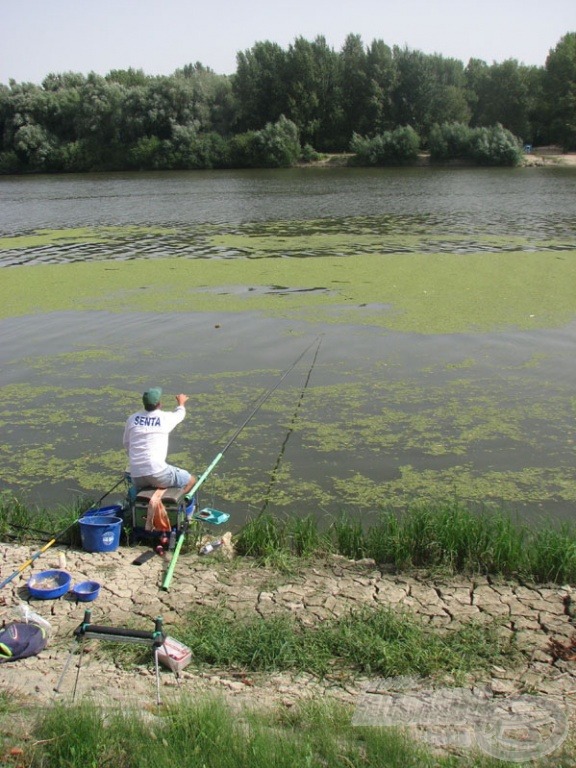 A feltámadó szél egyre több békalencsét terelt a  meghorgászható Tisza-részbe