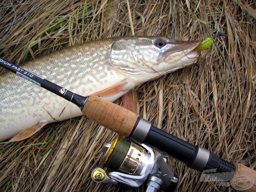 A zöld flitteres a süllők és csukák kedvence. Táplálkozásuk intenzitásának függvényében általában a 6-8-10 cm-es csaliméretek jöhetnek szóba. Persze rendhagyó, kivételes esetek itt is előfordulnak…