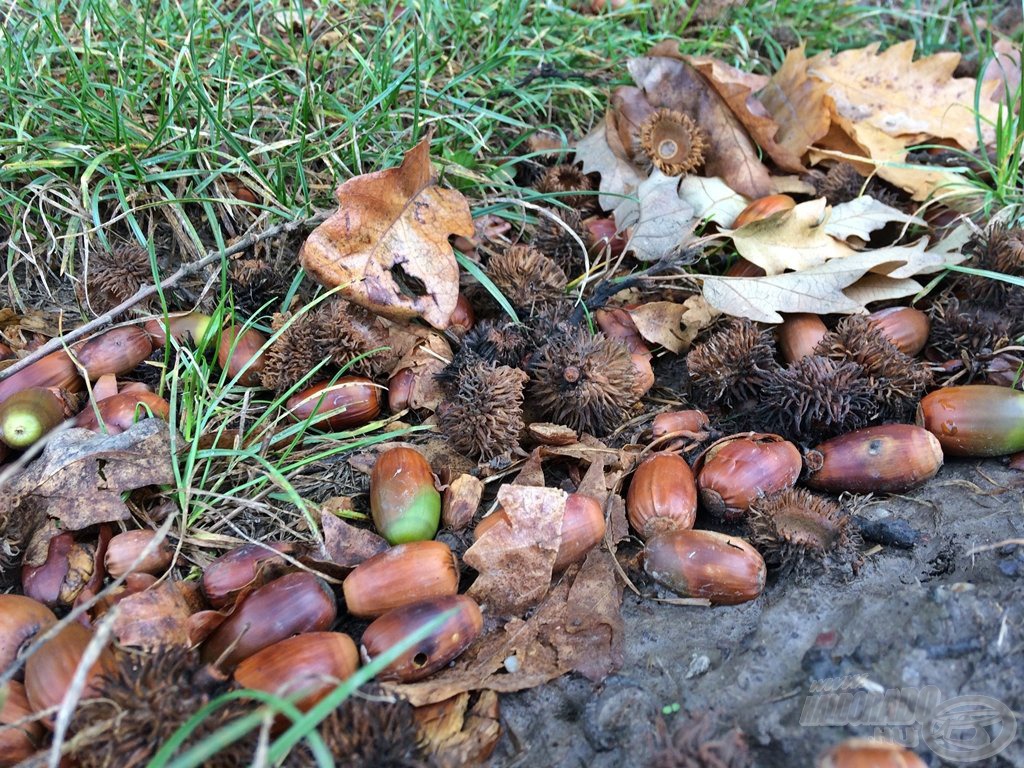 A természet olykor a lábunk előtt alakít ki mutatós ábrákat. Egy egyszerű nyomvályúban is meg lehet látni az ősz szépségeit! 