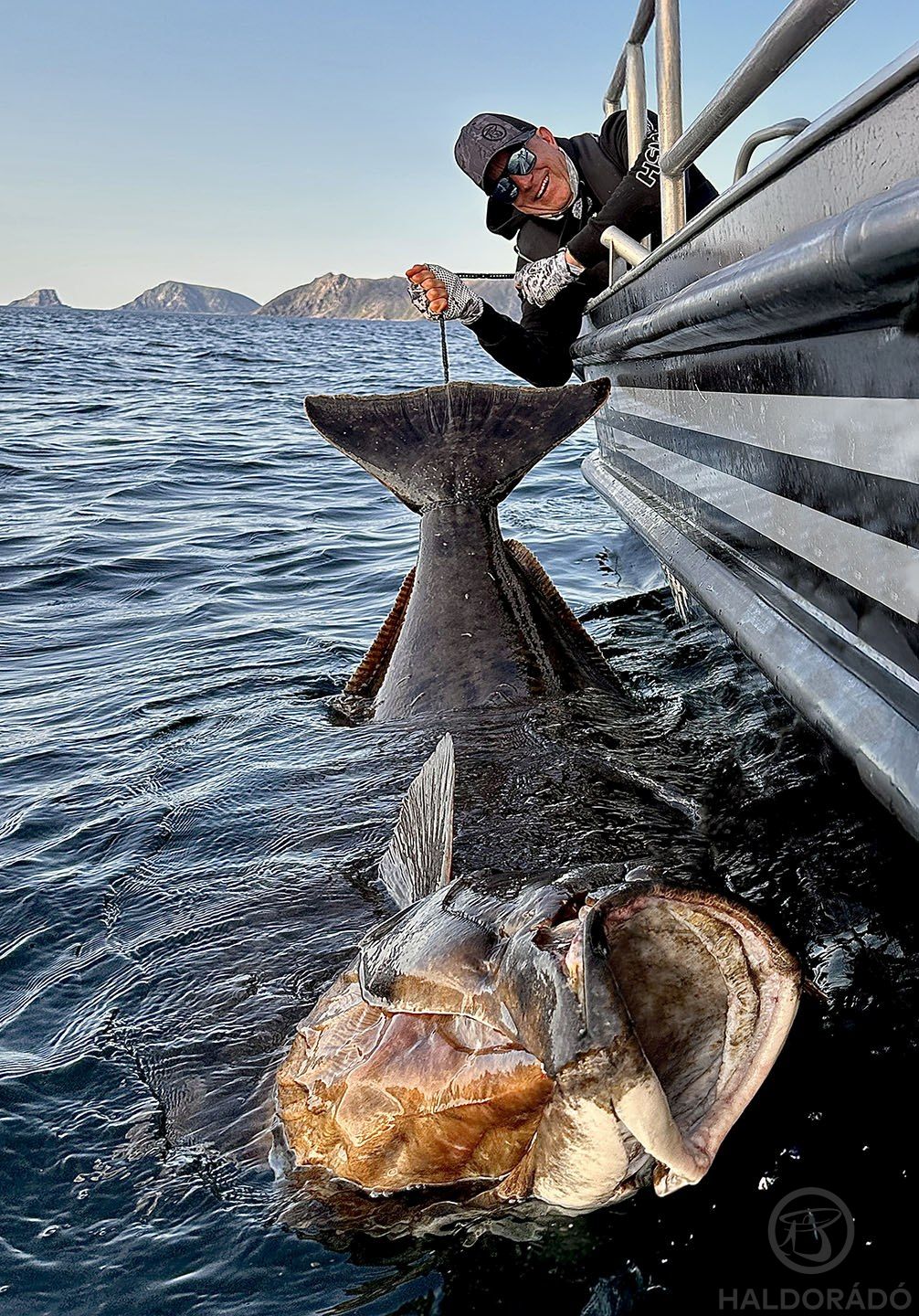Nagyon keményen megküzdöttem azért, hogy ez a fotó végül elkészülhessen! 208 cm volt ez a hatalmas laposhal, amely az idei év legnagyobbja is lett ebben a kempingben!!!