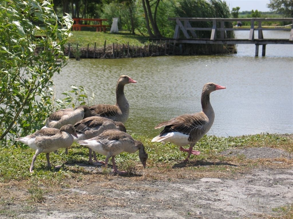 A védett nyári lúd (Anser anser L.) költőterülete a horgászpark és környezete