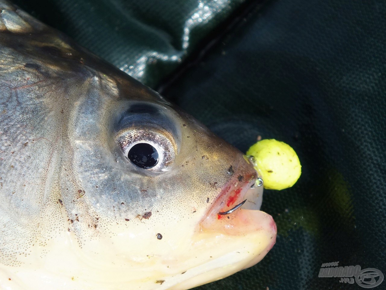 A kárász is szereti a fluo ananászos lebegő pelletet