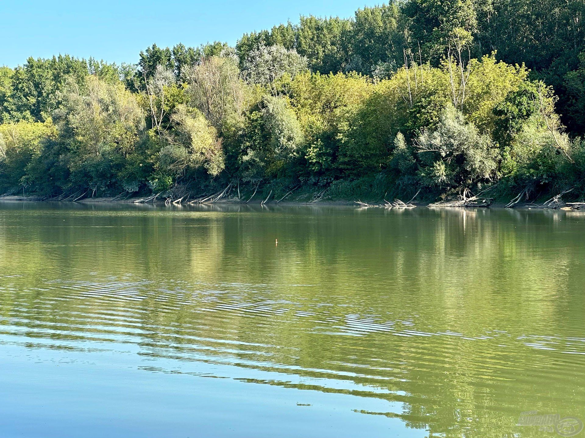 Az úszó antennája még messziről is jól látható