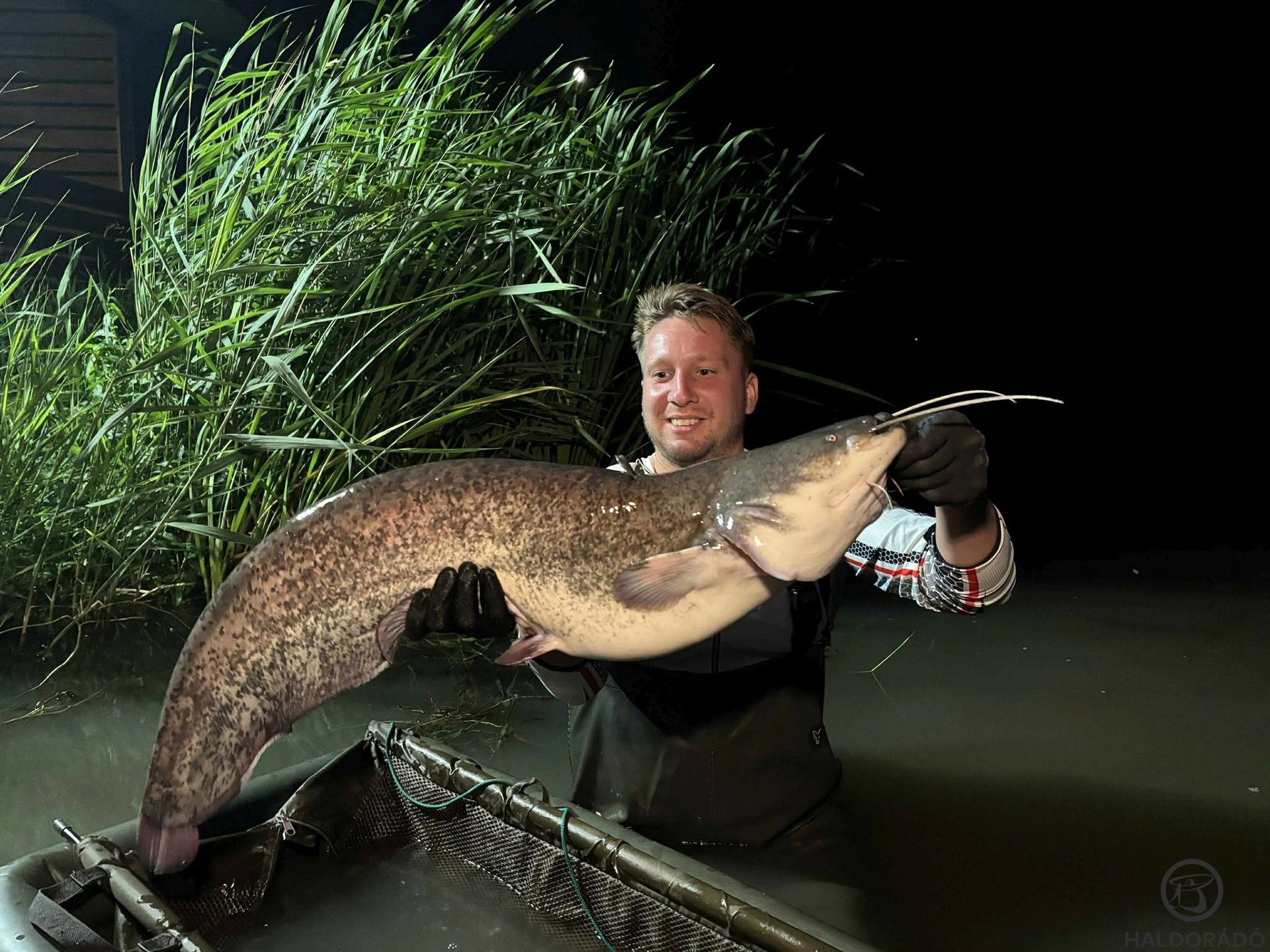 Sasi meglepetés harcsája