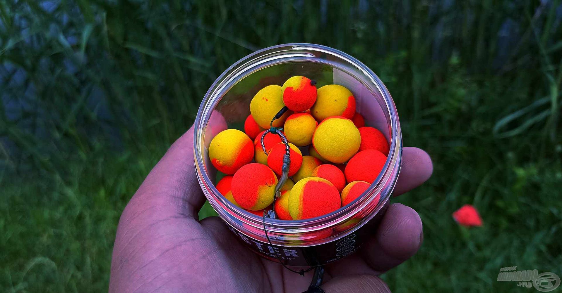 A Vörös Lazac színének köszönhetően is hamar felkelti a halak figyelmét