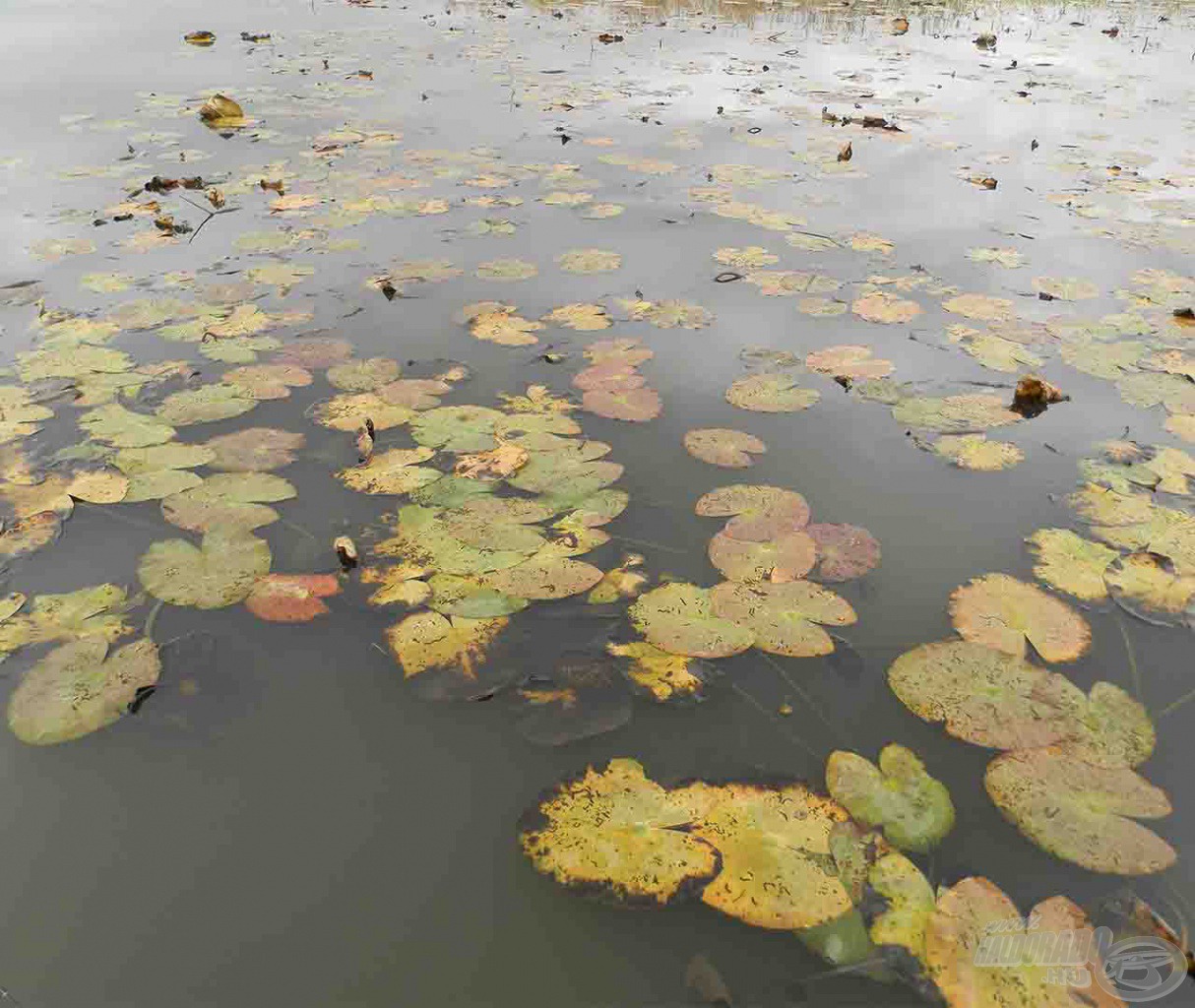 Van olyan tó, ahol még novemberben is fenn van a vízitök a felszínen