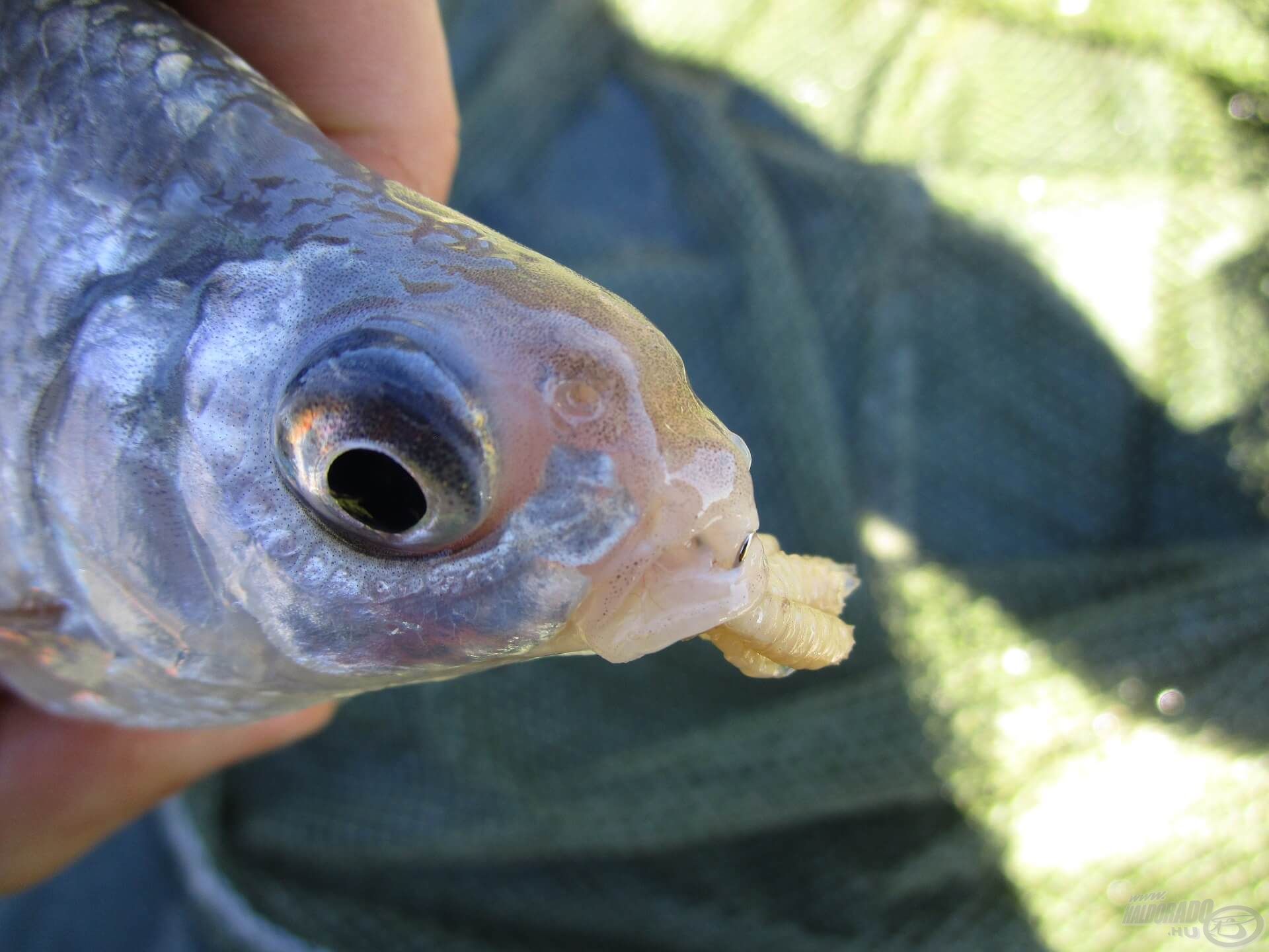 Kedvelem a spiccbotos horgászatot hatékonysága és egyszerűsége miatt. A szerencsésebb napokon csontkukaccal csalizva több kiló halat is meg lehet fogni ezzel a módszerrel