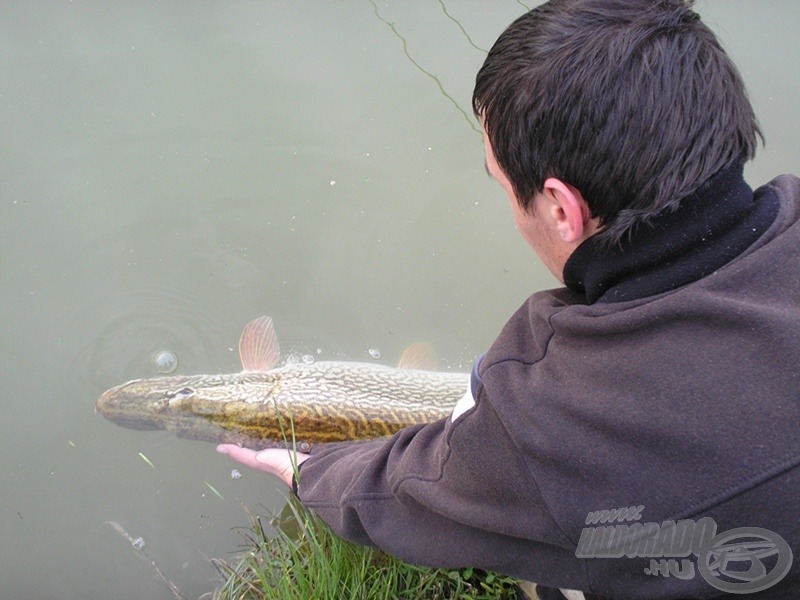 4 kg felett mostantól ők is védettséget élveznek!