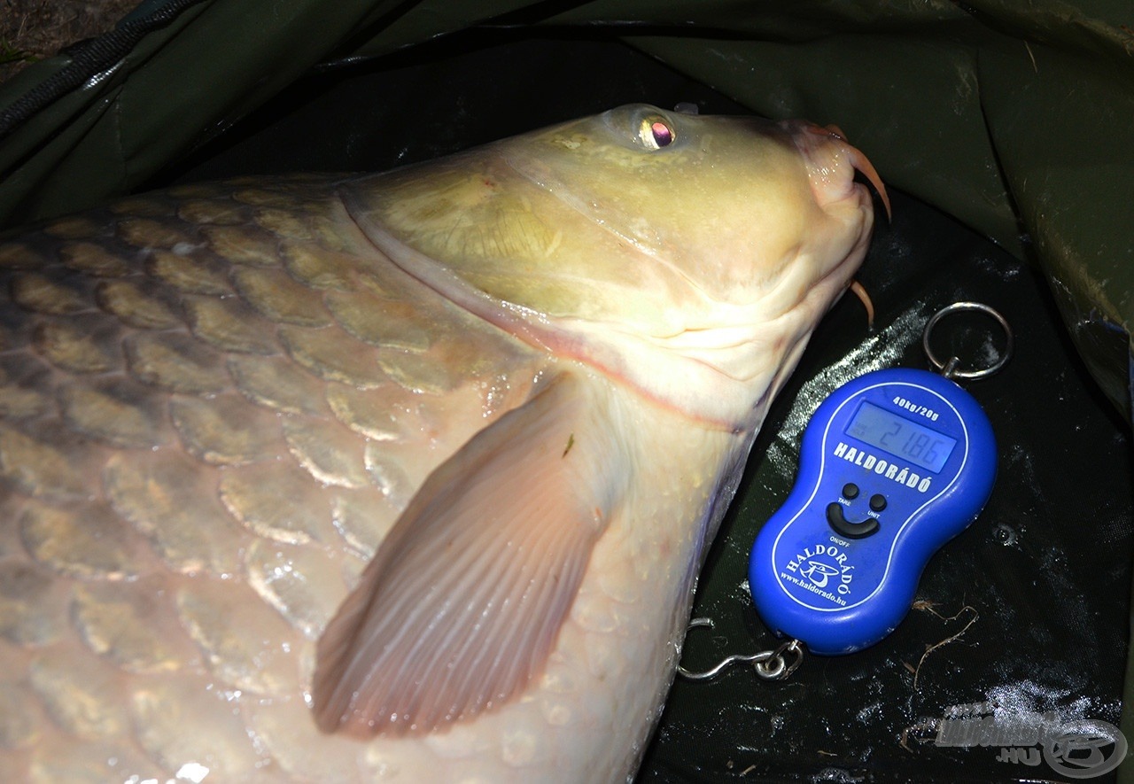 A ráadás horgászat újabb óriása, amely 21,86 kg-ot nyomott