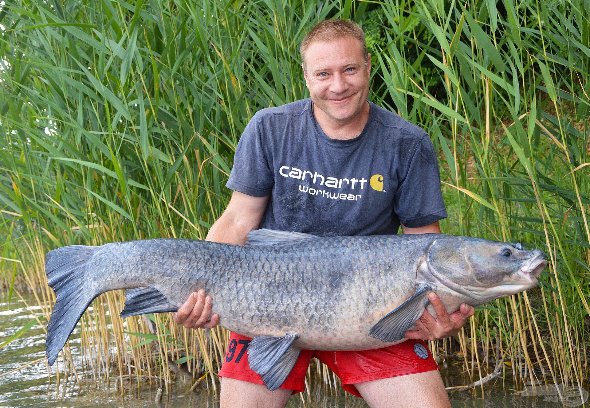 Élőben volt szerencsénk látni és megörökíteni a tó egyik legendás királyát, ezt a 30 kg feletti fekete amurt!