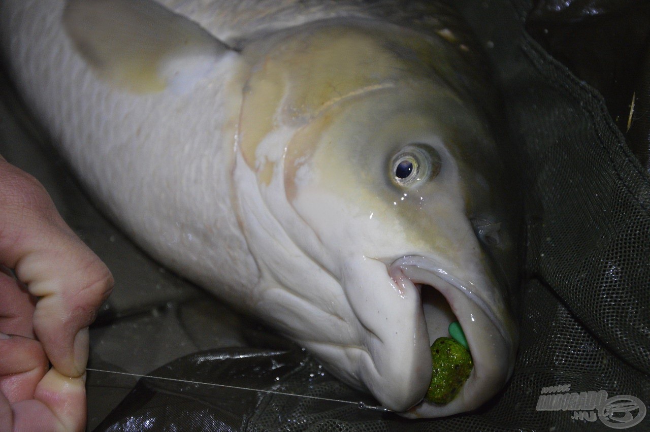 Nem akármilyen halat köszönhettem újra a kikönnyített Tejsavas Nagy Amur FermentX Nagyhal Csalinak!