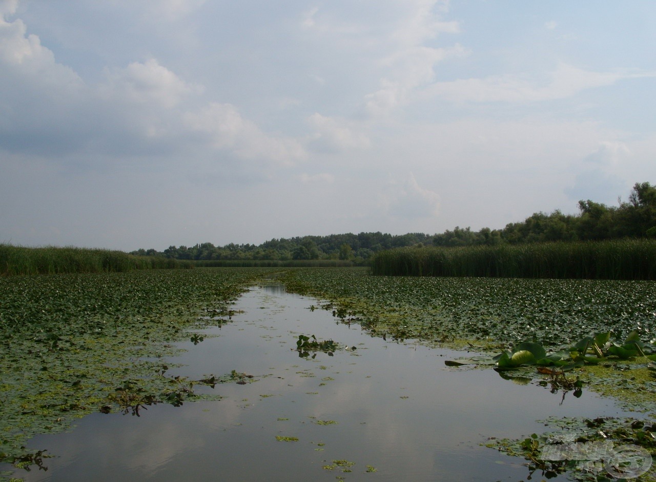 A Tisza-tó több mint felét növényzet borítja, amibe olykor saját magunknak kell csapást kialakítanunk az áthaladáshoz