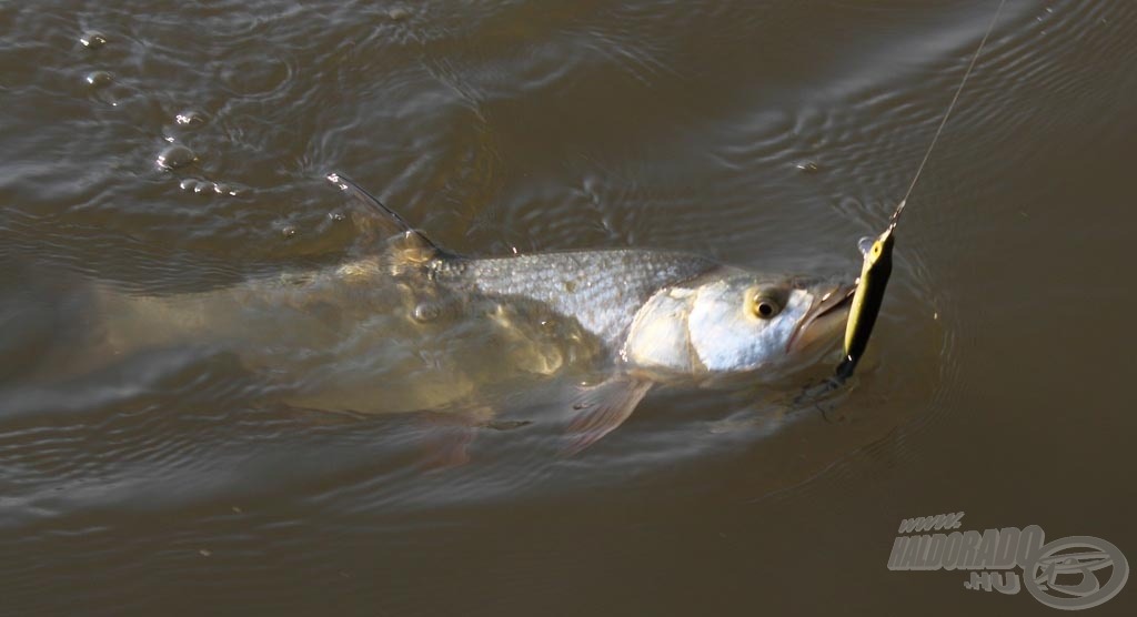 Balin à la Salmo Thrill