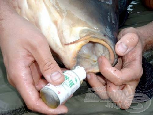 A kifogott pontyok sebfertőtlenítése, leápolása alapvető feladat a bojlis horgászatok során