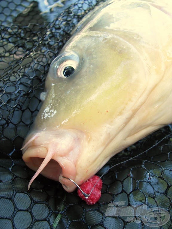 Ha finoman táplálkoznak a halak, sokszor csak egy vékony szájrészbe kapaszkodik a horog, a rugalmas feederbotoknak köszönhetően mégsem szakad ki onnan