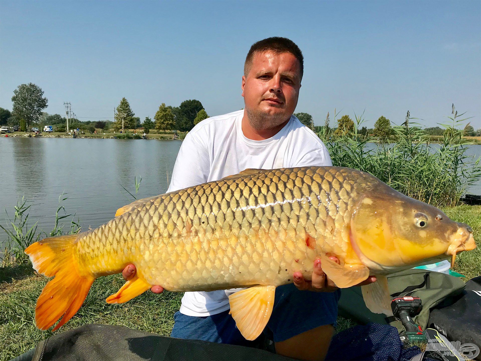 Sőt, ilyen különlegességek is horogra akadhatnak. Ez a csodás koi ponty Varga Balázs fogása volt tavaly, akkor 12.040 g-ot nyomott