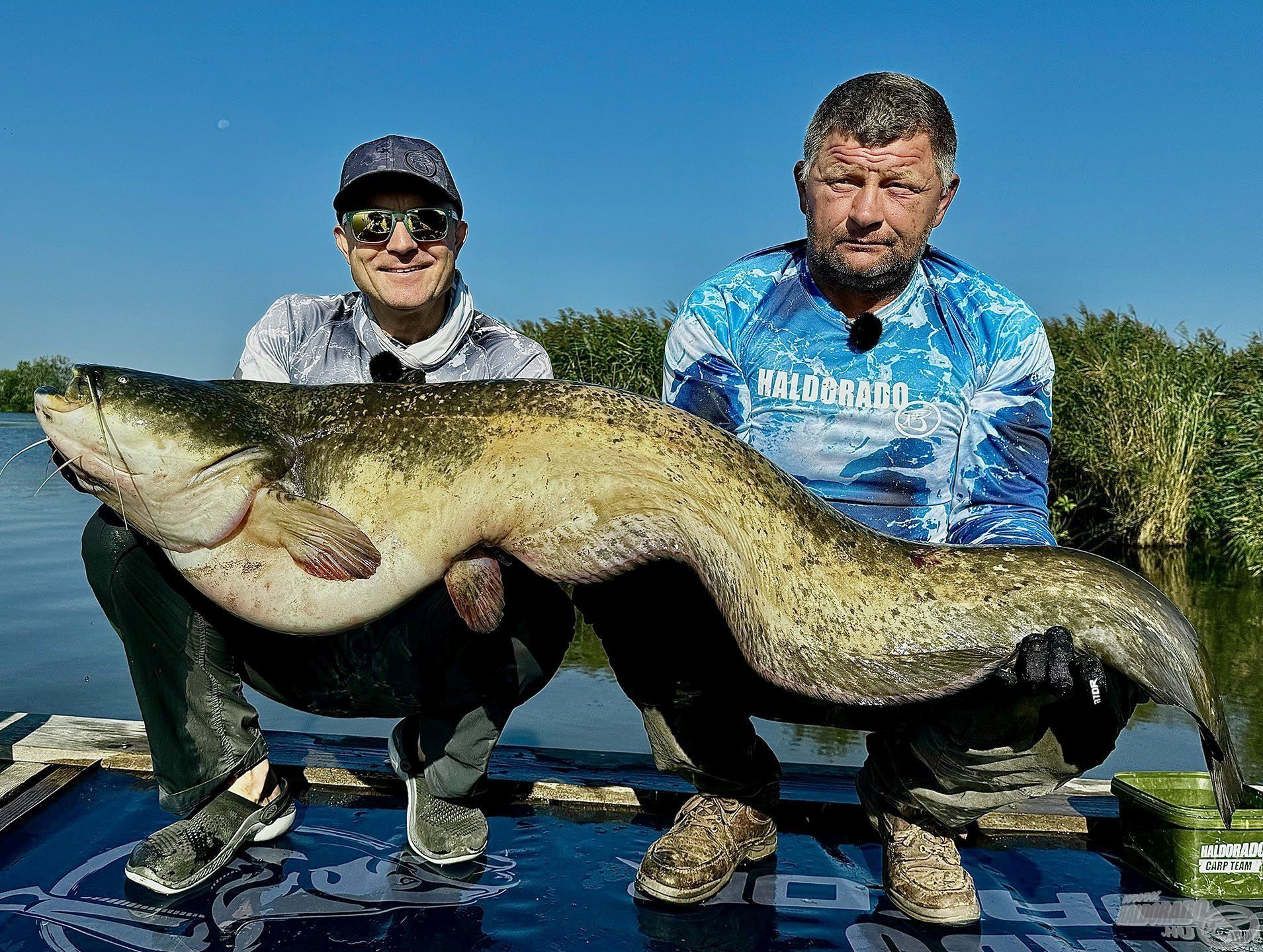 Saját harcsázó pelletekkel fogott harcsa