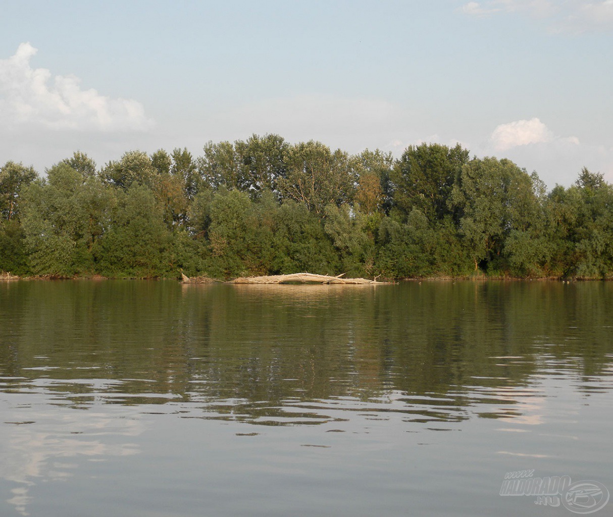 Megakadt nagy fa a Tisza közepén