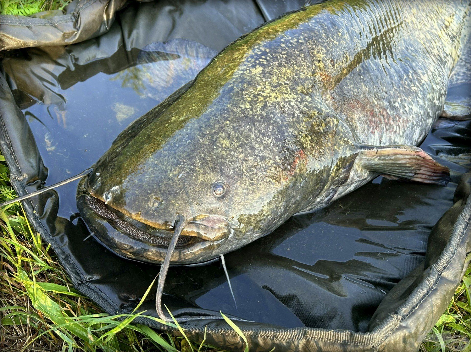 A tökéletes ragadozó