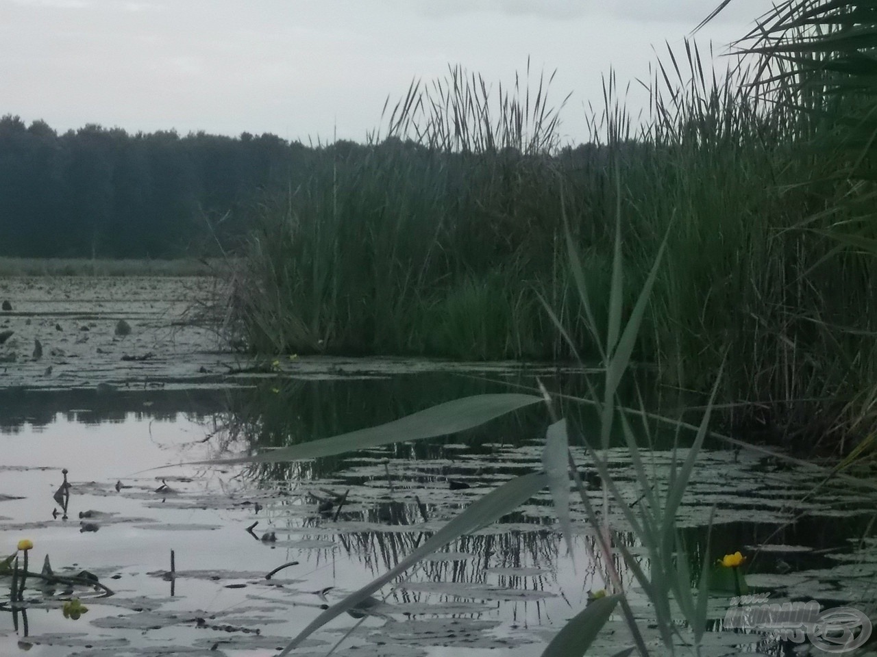 A nádfal mellett lévő helyem