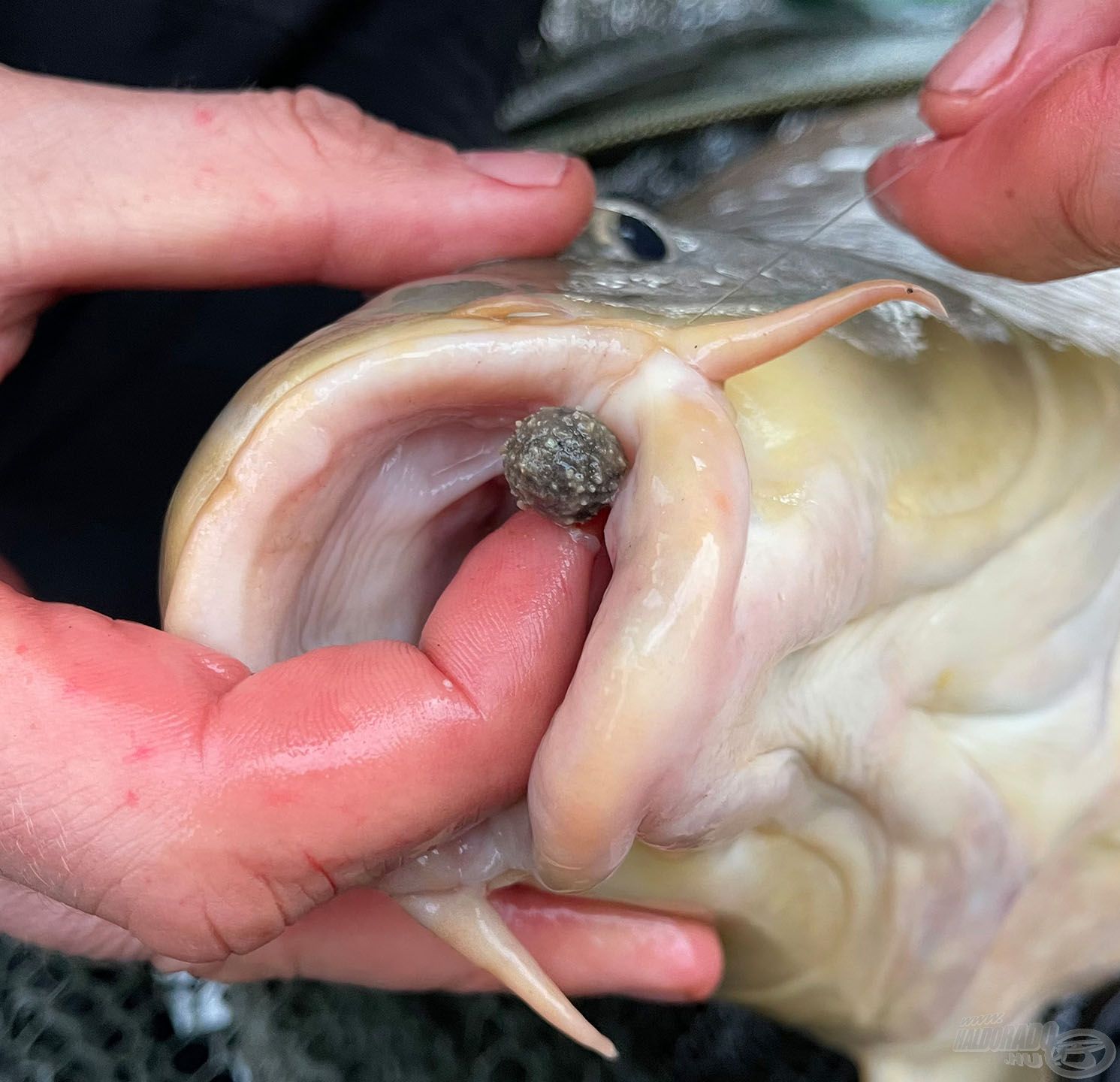 Persze SOHA nem bírok magammal és MINDIG próbálkozom. Az utolsó dobásra feltettem egy LEGEND PELLET Sinking, azaz süllyedő, oldódó, 12 mm-es májas csalit. Alig telt el 30 perc, és visszahozta ez a gyönyörű ponty!