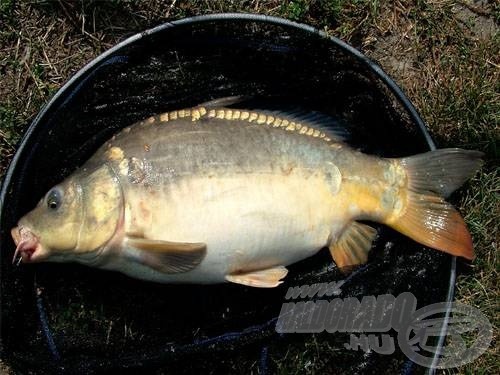 A löncshússal fogott legnagyobb halam ez a ponty, majdnem kettő és fél kiló volt