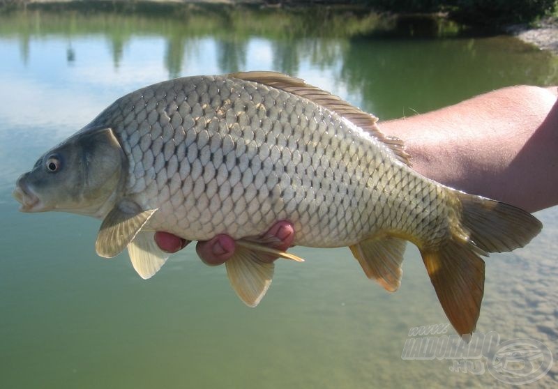 … főként a kisebb pontyok esetében…