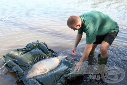 A tavon nem lehet pontyzsákban sem tárolni a halat, kifogás és fotózás után azonnal vissza kell engedni